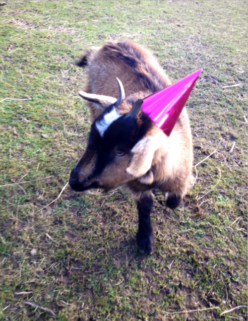 Party Goat